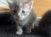 4 beautiful kittens looking for their forever home