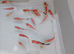 Sarasa Comet. around 3 inch. please read ad for price. nice selection
