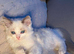 My last ragdoll boy