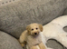 Miniature poodle