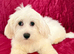 BEAUTIFUL ASIAN MALTIPOO GIRL READY TO GO!