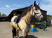 Suzy 15.3hh Irish draught x Connie
