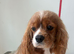 Cavalier King Charles kc registered female