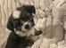 Chorkie puppies