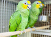 Amazon parrot