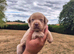 Silver Labrador for stud only
