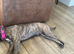 Reduced Stunning olde Tyme bulldogs