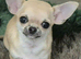 STUNNING TINY FAWN SMOOTH COAT CHIHUAHUA