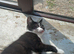 4 beautiful kittens needing forever homes