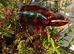 Panther Chameleon F1