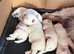 Beautiful West Highland Terrier puppies.
