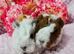 4 sows available