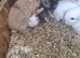 Lionhead