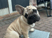 Beautiful KC Registered French Bulldog Boy and Girl – Ready for His Forever Home