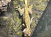 Adult male cheeses gecko