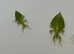 3 Little leaf insect nymphs (Phyllium gardabagusi "Argopuro")