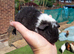 Baby Teddy Guinea pigs 2 for &pound;60