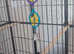 Large cage for sale in WS3