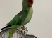 Hand tame Alexandrian parrot