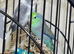 Baby parrotlets Glasgow
