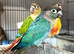 Green check conures tamed
