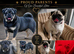 Exotic Pug Puppies ( 2 BOYS AVAILABLE)
