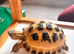 Horsfield Tortoises 5 months old
