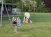 Filly cob pony