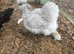 Silkie bantam pol hens