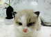 Full pedigree registered Ragdoll kittens