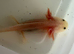 Axolotl