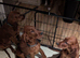 Irish Setter Puppies