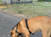 Beautiful 8 month old Cane Corso looking for his forever home