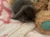 Mini lops ready now