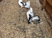 Garden fantails