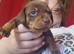 Dachshund X Puppies