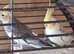 pair of cockatials