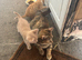 Kittens for sale now