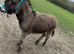 5 year old gelding