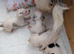 Parson Russell terrier