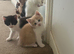 Ragdoll X kittens