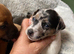Rare colour / Merle Jack Russell Pups ( Wenlock) DNA Health Clear Stud