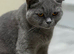 Stunning quality BSH kittens..bundles of joy