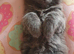 Adorable kittens