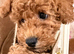 MALTIPOO RED