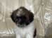 Cute & Cuddly Shorkie Puppies Available