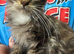 Polydactyl/Non Poly Maine Coon Girls.
