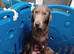 Beautiful Silver labrador pups for sale