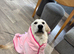 8 month old female looking for a loving home