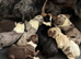1 Merle male left!!